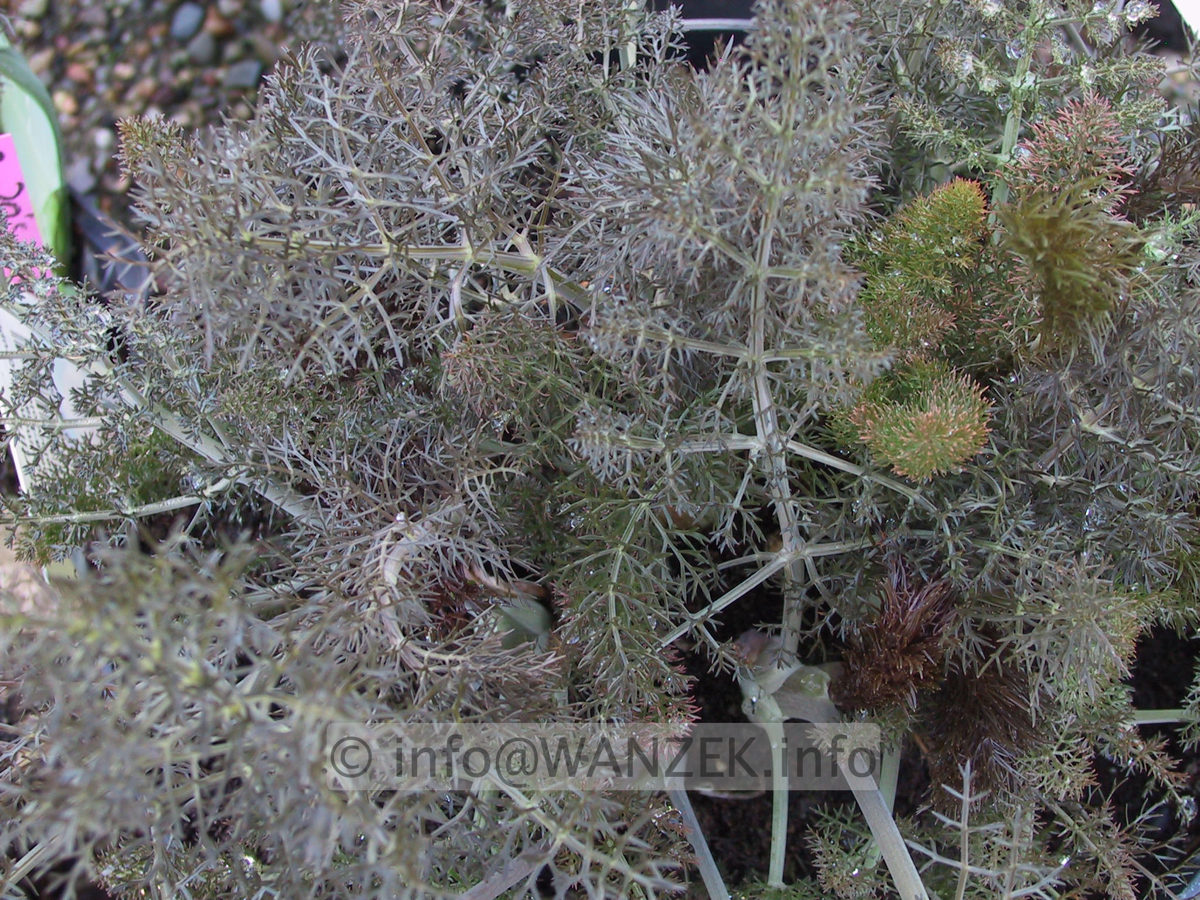 Foeniculum vulgare Rubrum - Bronzefenchel Austrieb.JPG